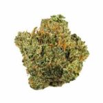 new-glue-hybrid-strain