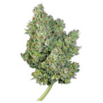 royal gorilla cannabis strain