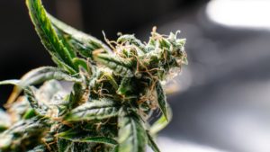 10 best hybrid strains in canada in 2022 a comprehensive guide
