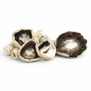 monster albino penis envy dried mushrooms