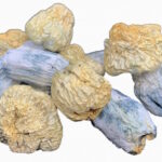 albino chodewave dried mushrooms