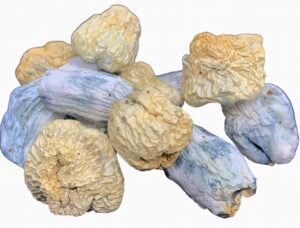 albino chodewave dried mushrooms