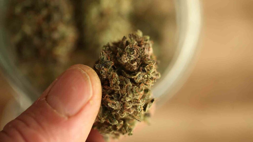 uncovering the mysteries of indica weed why its the preferred strain in windsor