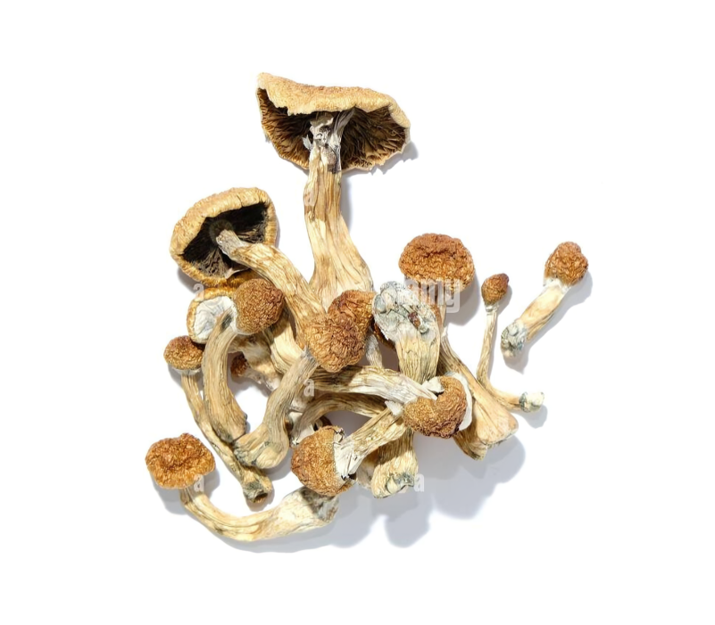 golden teacher dried mushrooms