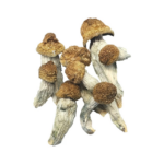 mac dried mushrooms