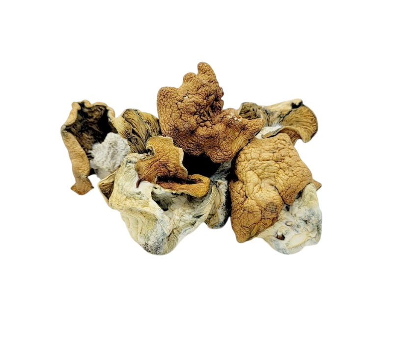 king kong dried mushrooms