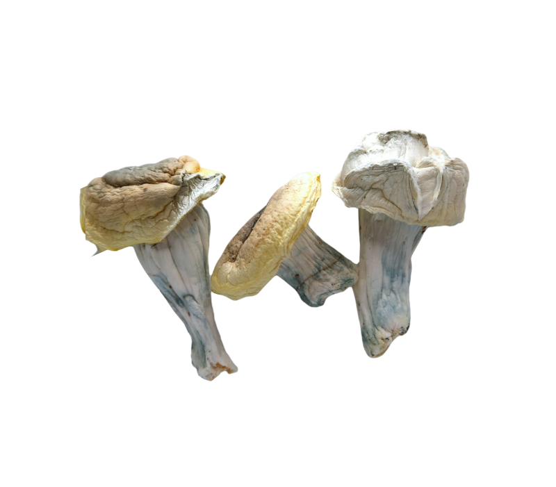 iceberg dried mushrooms