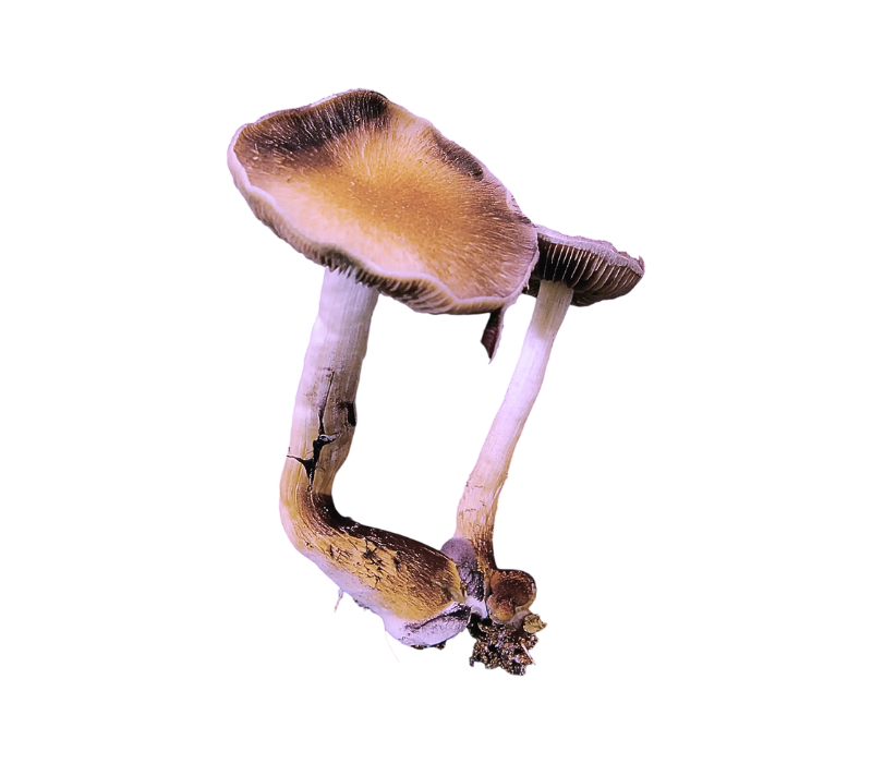 purple mystic dried mushrooms