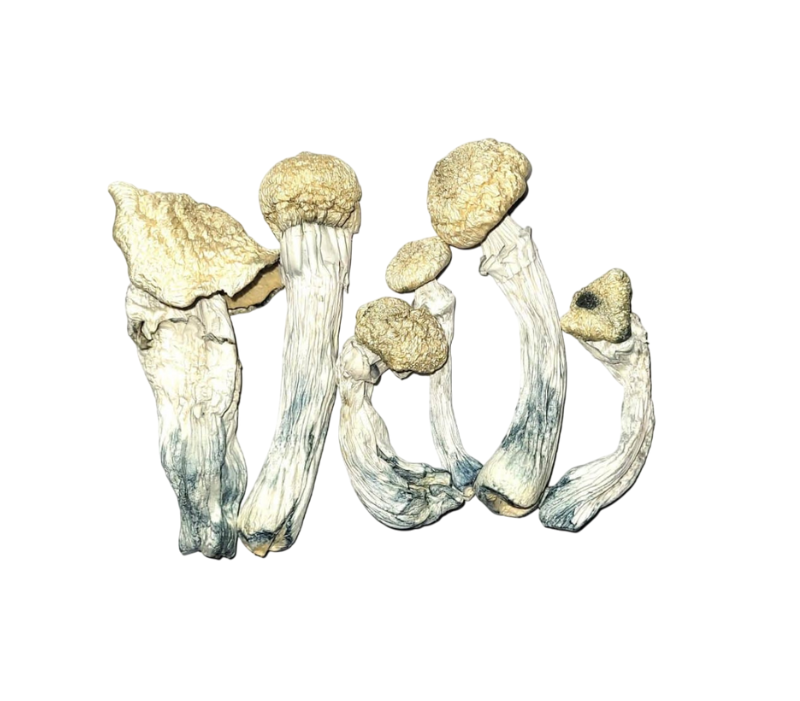 choda dried mushrooms