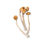 golden halo dried mushrooms