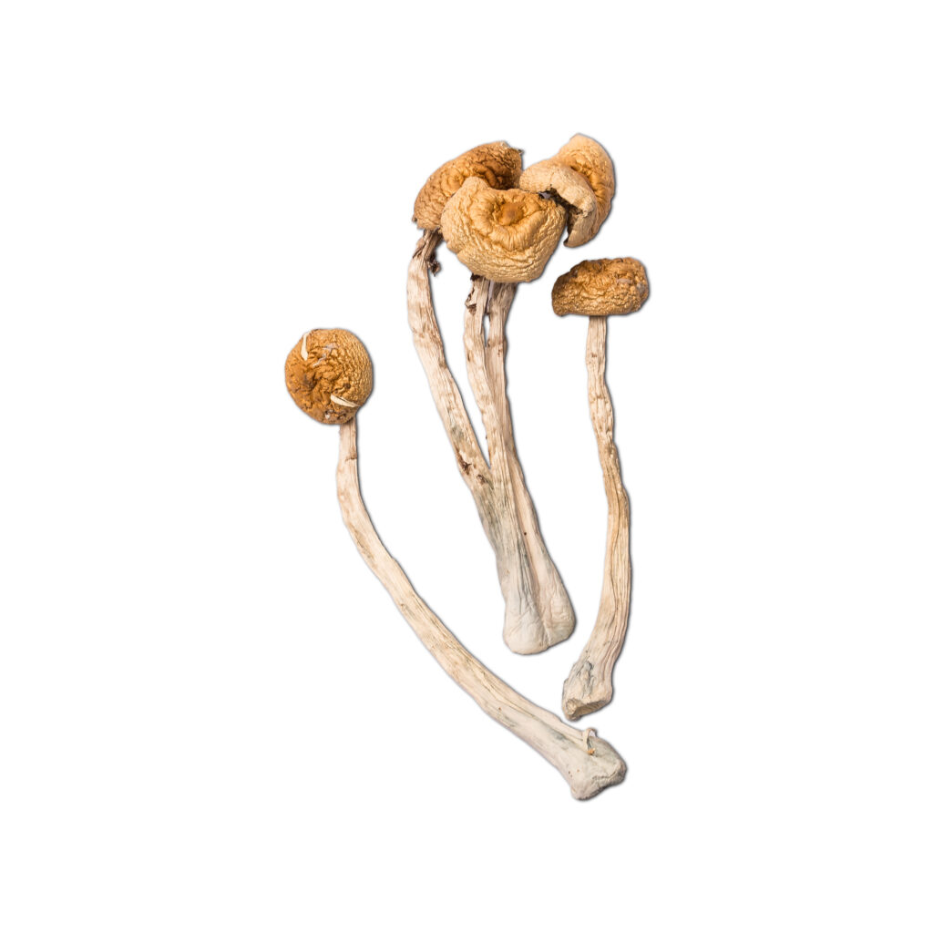 golden halo dried mushrooms