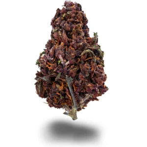 purple haze (gh)