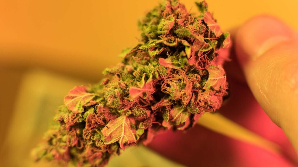 what is super pink strain a complete breakdown
