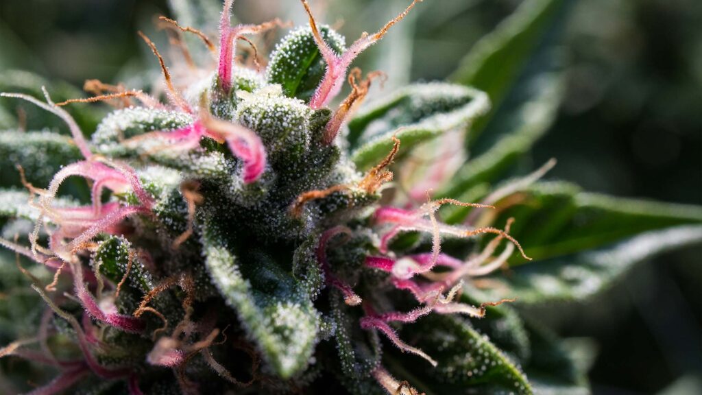 what makes super pink strain different from other pink kush varieties