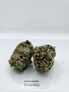 do si dos aaa (new batch)