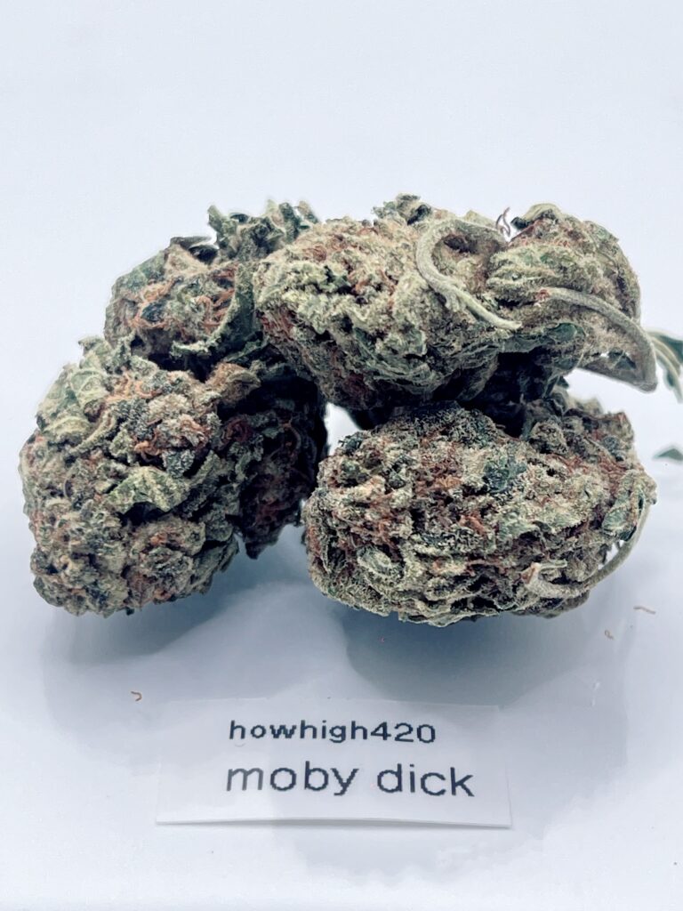 moby dick