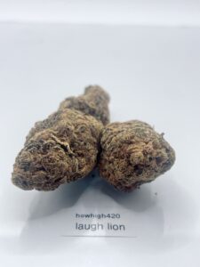 laughing lion