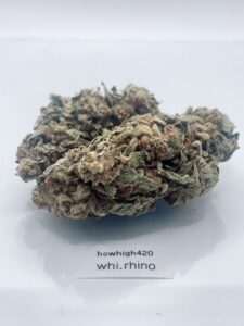 white rhino