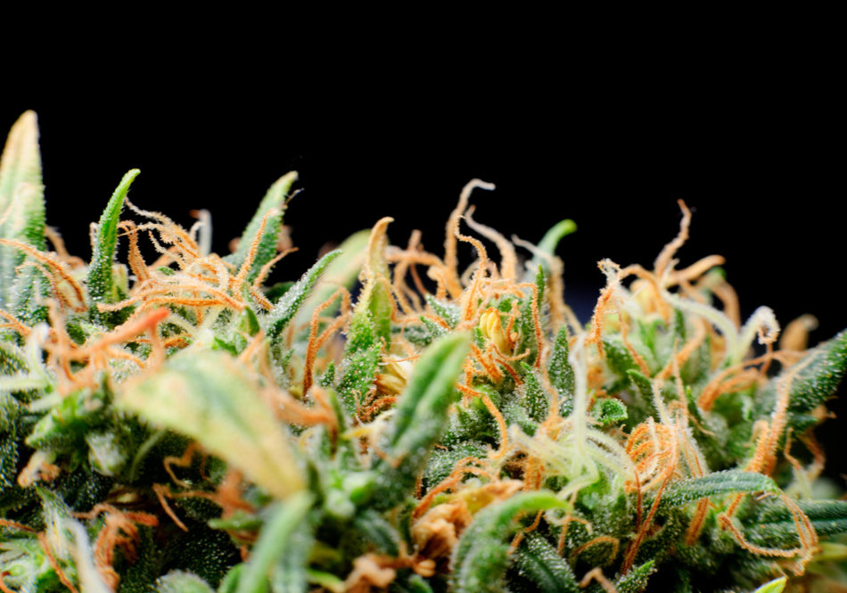 Trichomes in Cannabis