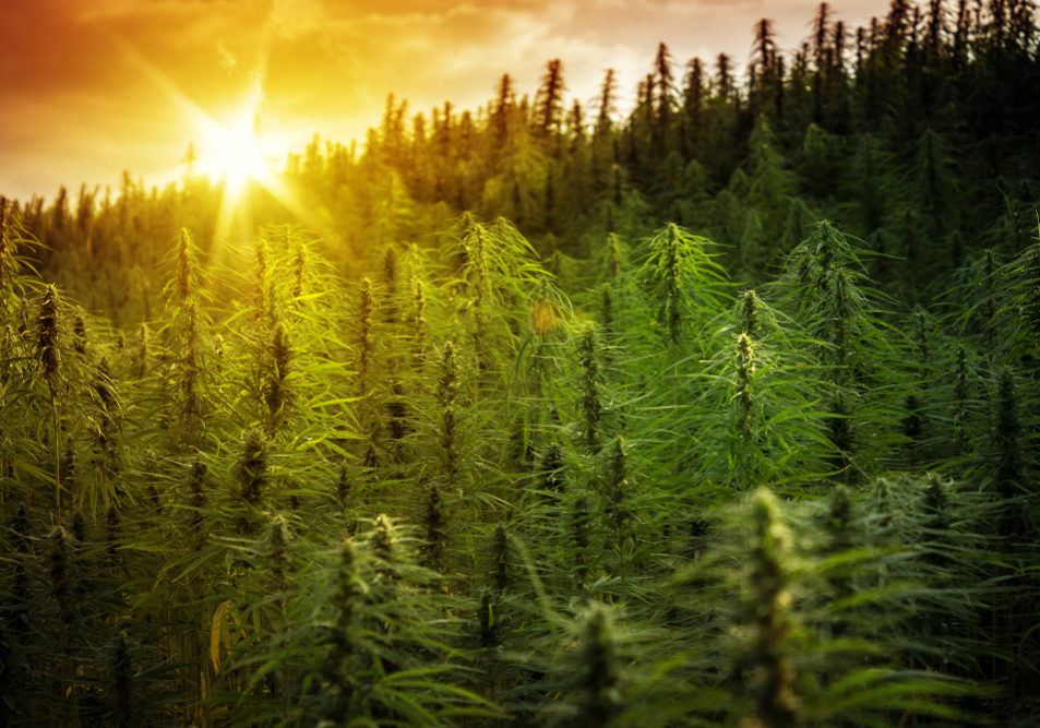How Does Marijuana Effect Our Mental Health? Marijuana Effect Our Mental Health?