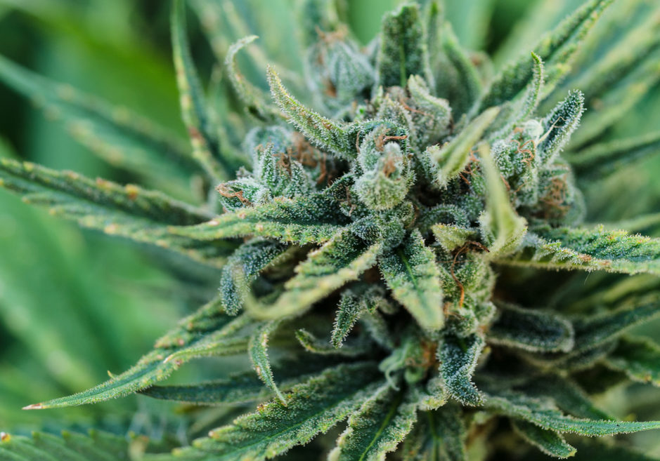 Cannabis-infused Peanut Butter Make Your Own Cannabis-infused Peanut Butter